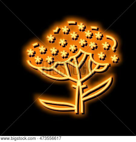 Yarrow Plant Neon Light Sign Vector. Yarrow Plant Illustration