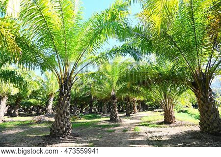 Palm Tree In The Palm Garden With Beautiful Palm Leaves Nature And Sunlight Morning Sun, Palm Oil Pl