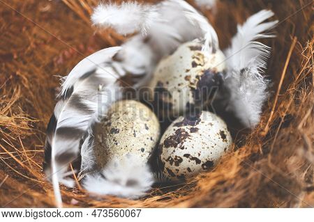 Quail Eggs On Bird Nest And Feather, Fresh Quail Eggs On Basket Background, Raw Eggs