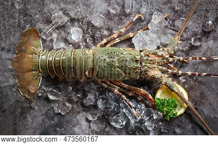 Spiny Lobster Seafood On Ice, Fresh Lobster Or Rock Lobster With Herb And Spices Lemon Parsley On Da