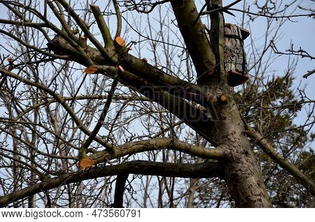 Pruning Of Old Apple Trees By A Gardener Or Arborist. A Demanding Action That Extends The Life Of Th