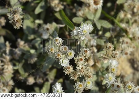 Everlasting Summer Snow Flowers And Seed Heads