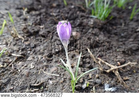 Half Open Light Violet Flower Of Crocus Tommasinianus In February