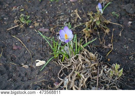 Light Violet Flower Of Crocus Tommasinianus In February