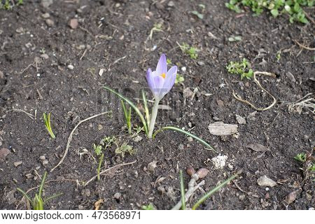One Light Violet Flower Of Crocus Tommasinianus In Mid February