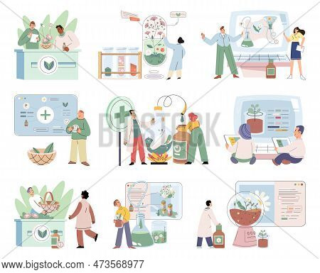 Doctor Checking Medicinal Herbs. Natural Herbal Medicine Selection. Scientist With Natural Drug Rese