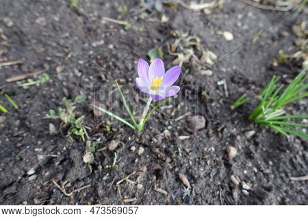 Pale Purple Flower Of Crocus Tommasinianus In February