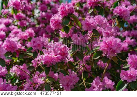 Rhododendron Pj Mezitt Elite With Bright Purple Flowers
