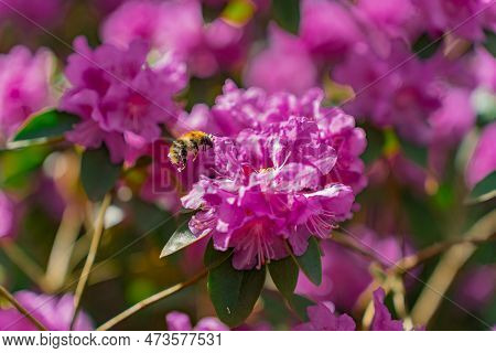 Close-up Of A Bee Pollinating A Pink Flower Rhododendron Pj Mezitt