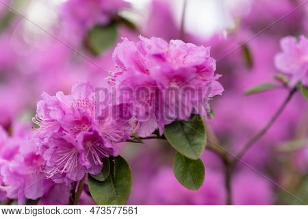 Selective Focus On Rhododendron Pj Mezitt Branch Blooming With Bright Pink Flowers