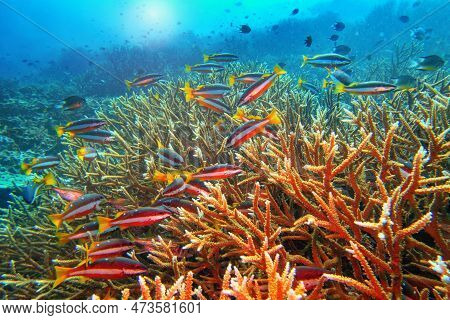 Tropical Coral Reef Scene. Two-spot Banded Snappers And Hard Coral Acropora Formosa