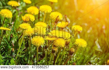 Yellow Dandelions Blooming On Grass Background .yellow Dandelions Blooming On Grass Background .