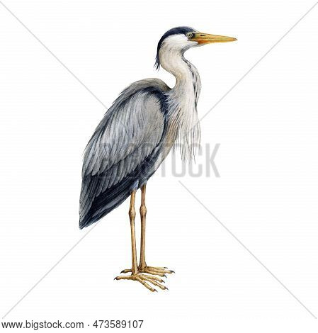 Heron Bird Watercolor Illustration. Ardea Herodias Avian Single Image. Hand Drawn Realistic Great Bl