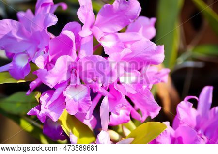 The Guaria Morada Orchid, Osta Ricas National Flower Or Chidaceae Or Purple Orchid Or Violet Orchid