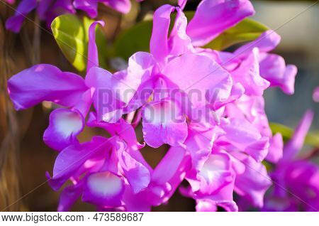 The Guaria Morada Orchid, Osta Ricas National Flower Or Chidaceae Or Purple Orchid Or Violet Orchid