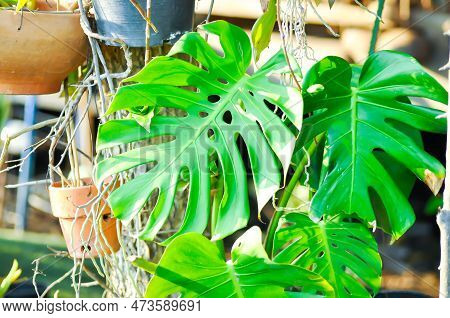 Monstera, Herricane Plant Or Swiss Cheese Plant In The Garden