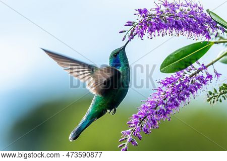 Green Violet-ear Hummingbird (colibri Thalassinus) In Flight Isolated On A Green Background In Costa