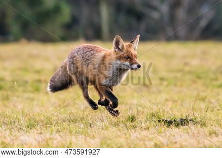 Cute Red Fox, Vulpes Vulpes In Fall Forest. Beautiful Animal In The Nature Habitat. Wildlife Scene F