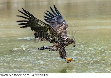 White Tailed Eagle (haliaeetus Albicilla) In Flight. Also Known As The Ern, Erne, Gray Eagle, Eurasi