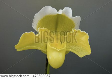 Close-up Photo Of White And Yellow Paphiopedilum Stone Lovely Orchid Flower Isolated On Gray Backgro