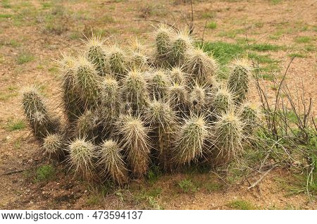 Hedge Hog Cactus In The Spring Arizona Desert