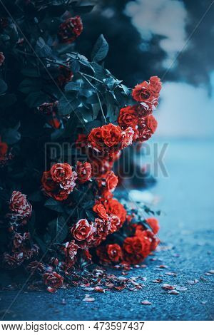 Beautiful Flowers Of Scarlet Roses Fade, Dropping Red Petals On The Hard Asphalt. The Transience Of 