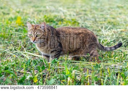 A Brown Tabby Cat Walks In The Garden On The Mowed Grass, The Cat Is On The Hunt