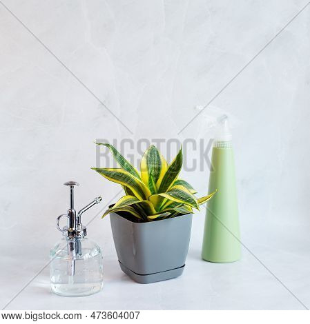 Sansevieria Golden Hahnii, Snake Plant In Plastic Pot On Marble Table, Next To Glass Watering Bottle