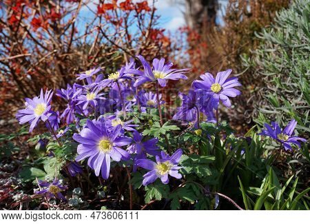 Beautiful Blue Anemone Apennina Flowers On Green Grass Background Close Up.