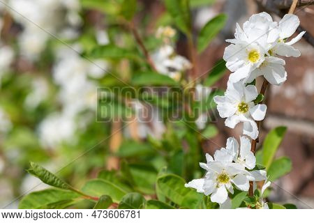 Close Up Of Common Pearlbush (exochorda Racemosa) Flowers In Bloom