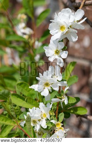 Close Up Of Common Pearlbush (exochorda Racemosa) Flowers In Bloom