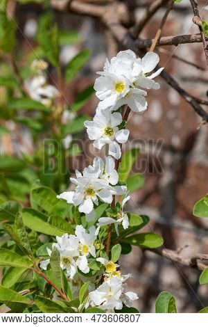 Close Up Of Common Pearlbush (exochorda Racemosa) Flowers In Bloom