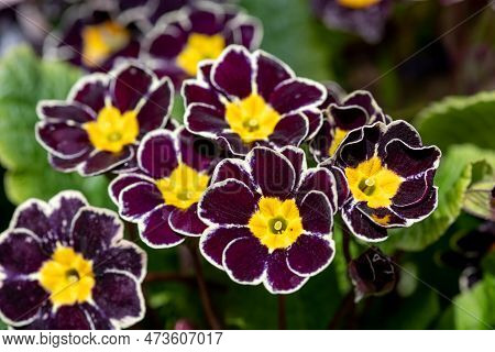 Red Primroses