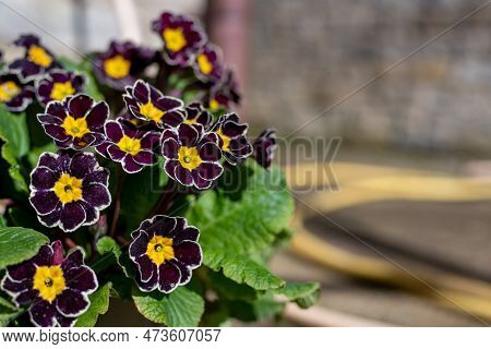 Red Primroses