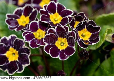 Close Up Of Black Silver Laced Primrose (primula Victoriana) Flowers In Bloom