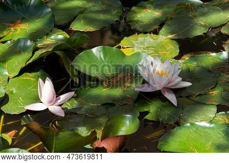 Pink Lotuses Bloom On An Ornamental Pond In The Garden. Lotus Flower Marliacea Rosea Or Pink Water L