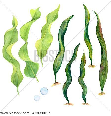 Watercolor Drawing Of Ribbon Algae Wobbling Underwater On White Background. Ideal Or Illustration, S