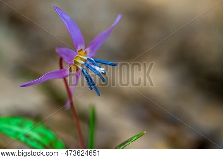 Spring Forest Flower European Kandyk Or Fang Blooms Beautifully In The Shade Of Forest Trees.