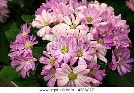 Postkort Cineraria