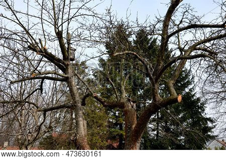 Pruning Of Old Apple Trees By A Gardener Or Arborist. A Demanding Action That Extends The Life Of Th