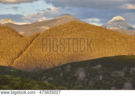 Forest Mountain Landscape In Winter. Castilla Leon. Spain