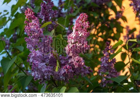 A Branch Of Blooming Purple A Common Lilac (sirynga Vulgaris), Also Known As Common Lilac. Green Bac