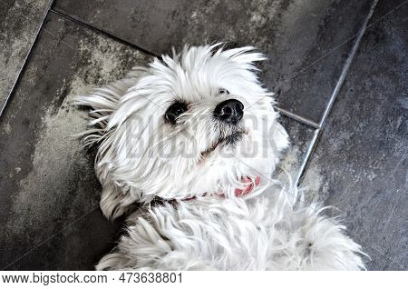 Top View Of A Cute White Bichon Maltes Puppy Lying On The Ground