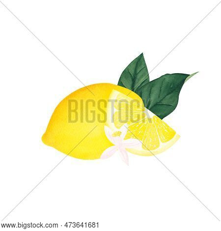 Watercolor Botanical Illlustration Of Lemon With Flower On White Background.illustration For Design,