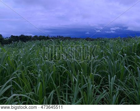 Reformed Pasture With Mombaça Brachiaria Green Grass For Cattle With Dark Blue Sky On The Horizon.