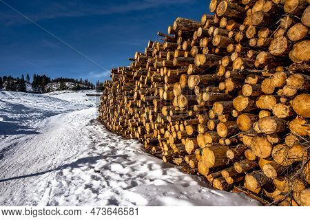Pile Of Pine Trees Cut Down After The Vaia Storm On The Piana Di Marcesina Enego Vicenza Italy
