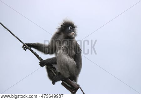 A Cute Dusky Leaf Monkey (trachypithecus Obscurus) Sits On A Wire.