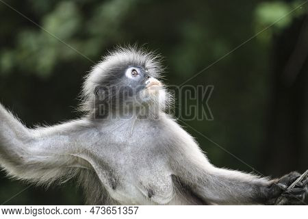 Cute Female Dusky Leaf Monkey (trachypithecus Obscurus) Looks Up Hopefully.