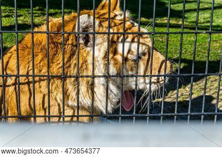 A Yawning Tiger Close-up Shot At An Animal Park In Issaquah, Wasington.