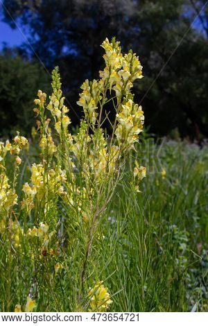 Linaria Vulgaris, Names Are Common Toadflax, Yellow Toadflax, Or Butter-and-eggs, Blooming In The Su